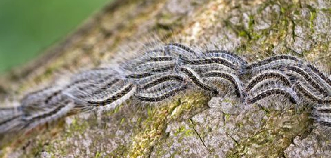 Eikenprocessierups bestreden op Golfbaan Hitland
