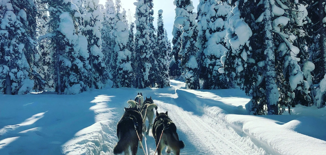 Uniek winters spektakel: husky’s op Golfbaan Hitland